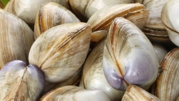 Kum Midyesi Türleri ve Özellikleri